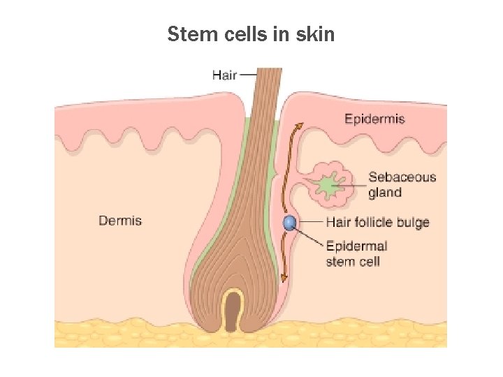 Stem cells in skin 