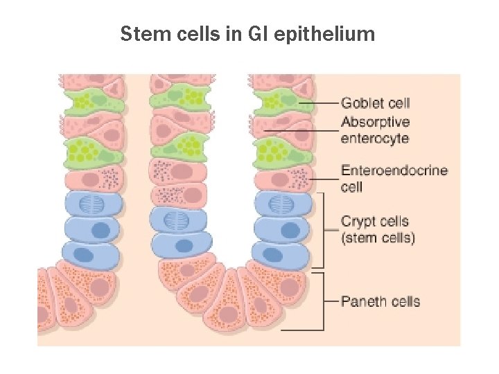 Stem cells in GI epithelium 