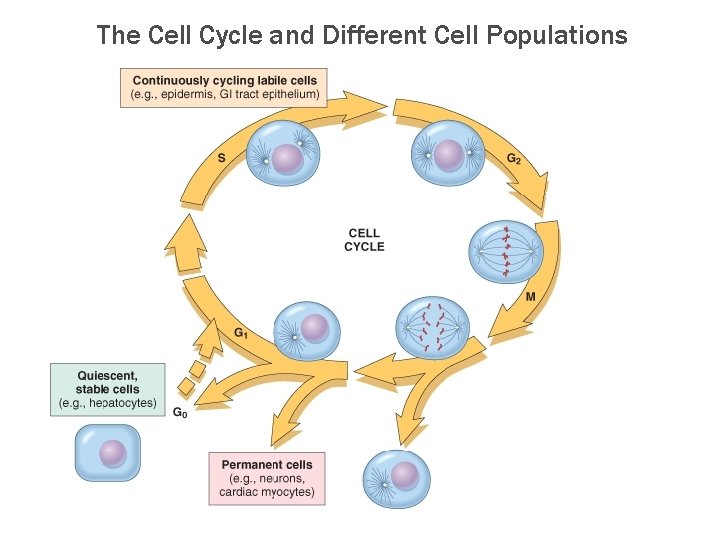 The Cell Cycle and Different Cell Populations 