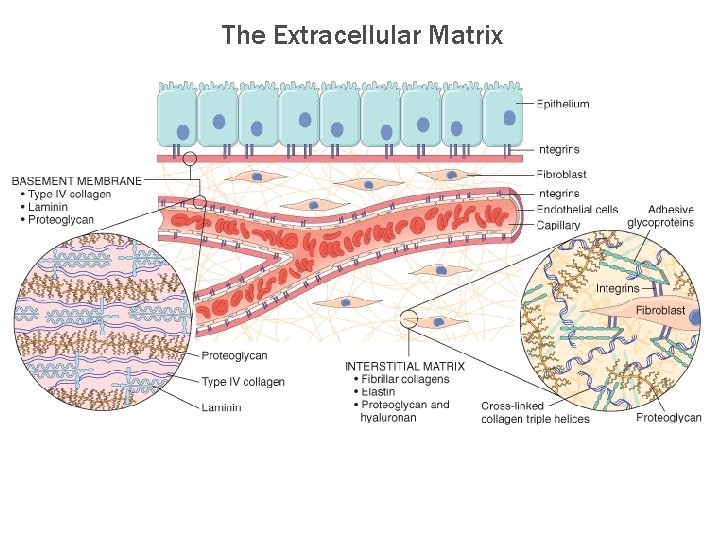 The Extracellular Matrix 