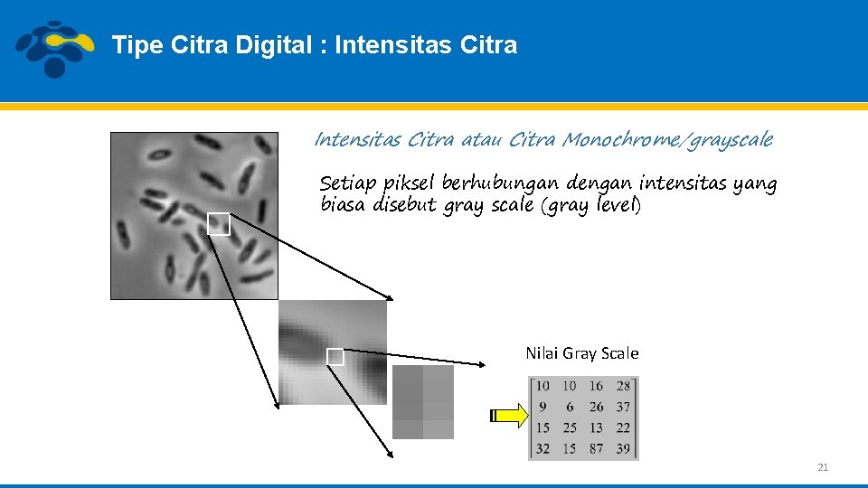 Tipe Citra Digital : Intensitas Citra atau Citra Monochrome/grayscale Setiap piksel berhubungan dengan intensitas