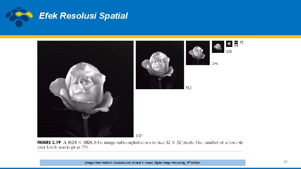 Efek Resolusi Spatial (Images from Rafael C. Gonzalez and Richard E. Wood, Digital Image