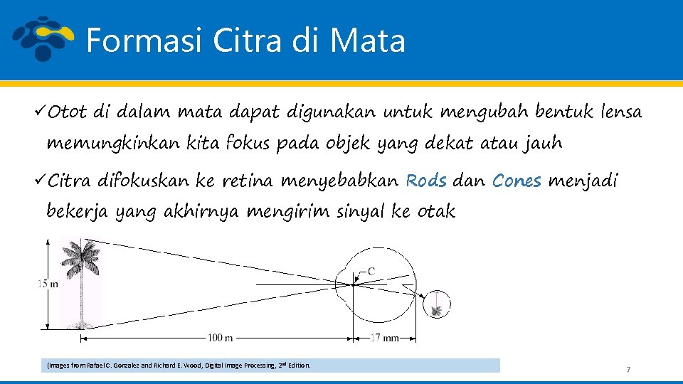 Formasi Citra di Mata üOtot di dalam mata dapat digunakan untuk mengubah bentuk lensa