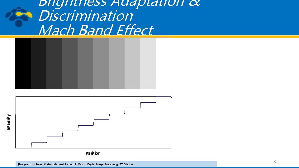 Intensity Brightness Adaptation & Discrimination Mach Band Effect Position (Images from Rafael C. Gonzalez