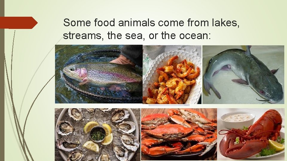 Some food animals come from lakes, streams, the sea, or the ocean: 