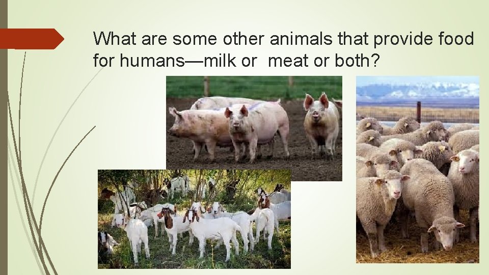 What are some other animals that provide food for humans—milk or meat or both?