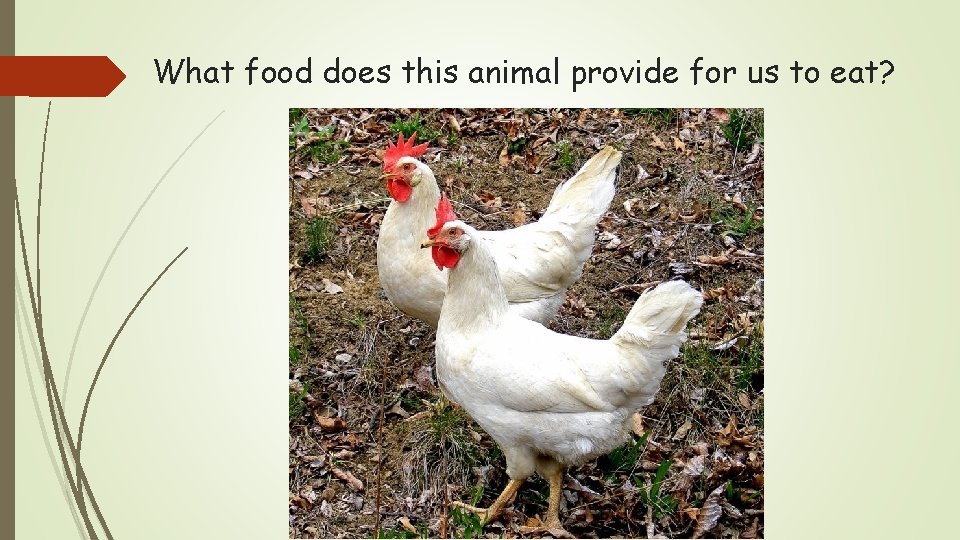What food does this animal provide for us to eat? 