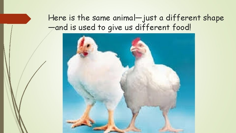 Here is the same animal—just a different shape —and is used to give us
