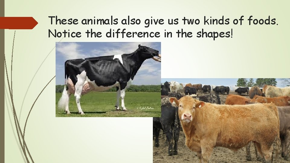 These animals also give us two kinds of foods. Notice the difference in the