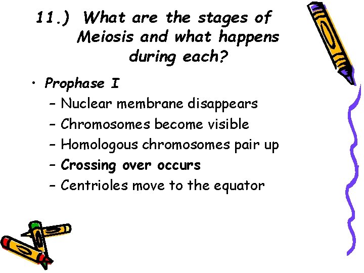 11. ) What are the stages of Meiosis and what happens during each? •