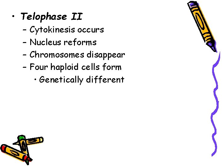  • Telophase II – – Cytokinesis occurs Nucleus reforms Chromosomes disappear Four haploid