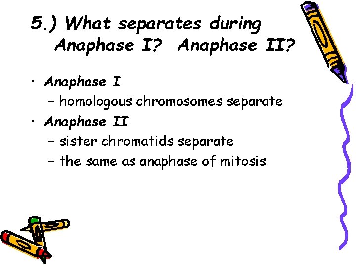 5. ) What separates during Anaphase I? Anaphase II? • Anaphase I – homologous