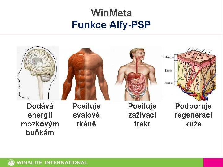 Win. Meta Funkce Alfy-PSP Dodává energii mozkovým buňkám Posiluje svalové tkáně Posiluje zažívací trakt
