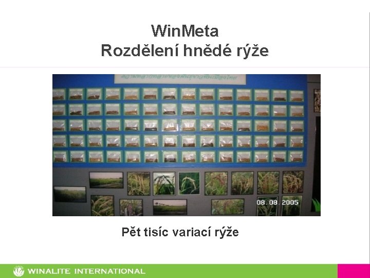Win. Meta Rozdělení hnědé rýže Pět tisíc variací rýže 