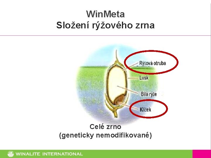 Win. Meta Složení rýžového zrna Celé zrno (geneticky nemodifikované) 