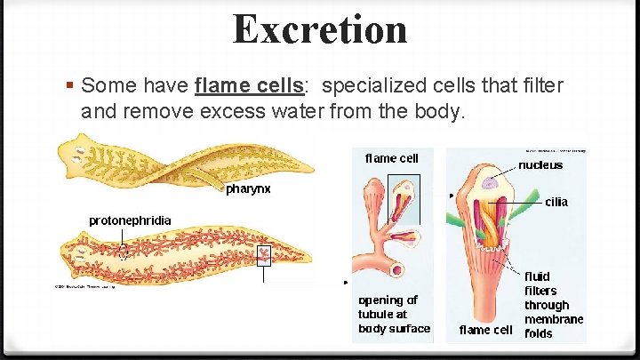 Excretion § Some have flame cells: specialized cells that filter and remove excess water