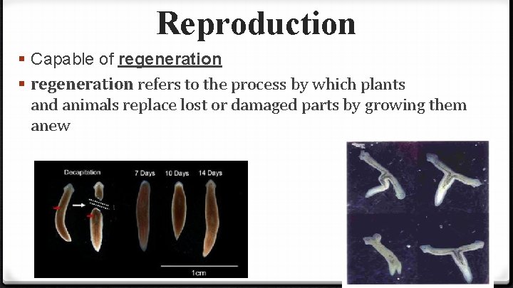 Reproduction § Capable of regeneration § regeneration refers to the process by which plants