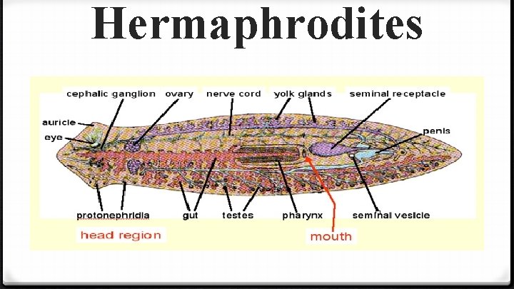 Hermaphrodites 