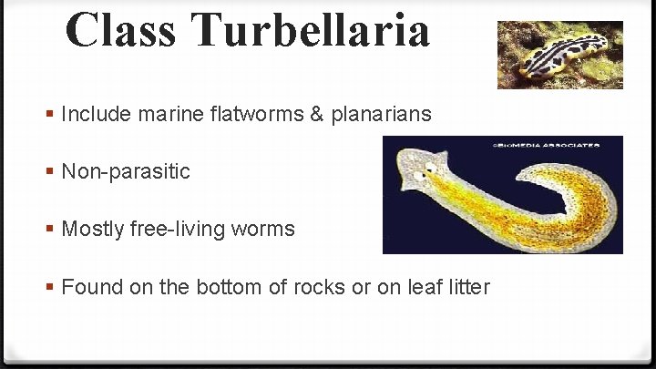 Class Turbellaria § Include marine flatworms & planarians § Non-parasitic § Mostly free-living worms
