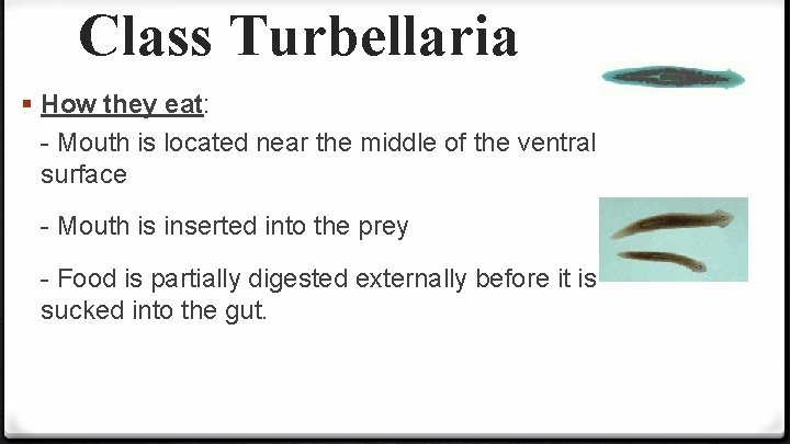 Class Turbellaria § How they eat: - Mouth is located near the middle of