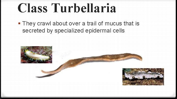 Class Turbellaria § They crawl about over a trail of mucus that is secreted