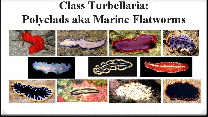 Class Turbellaria: Polyclads aka Marine Flatworms 