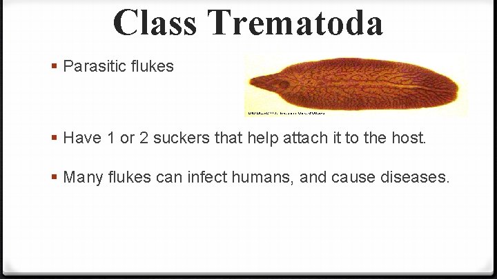 Class Trematoda § Parasitic flukes § Have 1 or 2 suckers that help attach