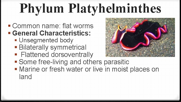 Phylum Platyhelminthes § Common name: flat worms § General Characteristics: § Unsegmented body §