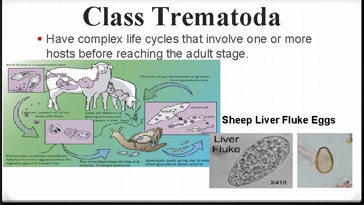 Class Trematoda § Have complex life cycles that involve one or more hosts before