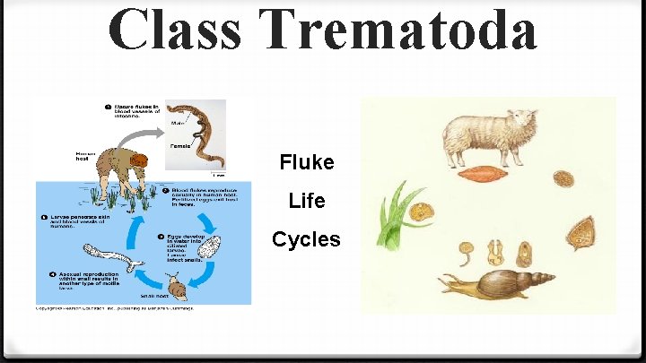 Class Trematoda Fluke Life Cycles 