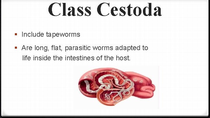 Class Cestoda § Include tapeworms § Are long, flat, parasitic worms adapted to life