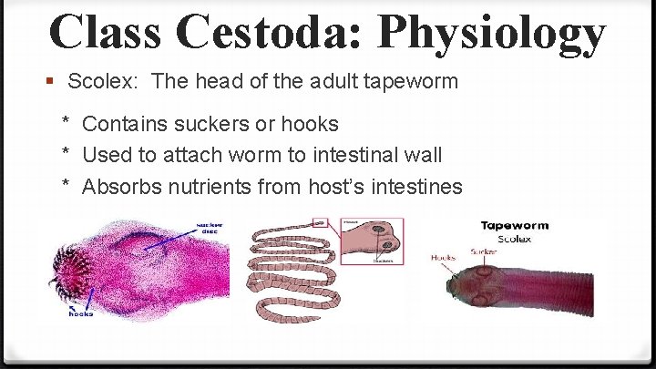 Class Cestoda: Physiology § Scolex: The head of the adult tapeworm * Contains suckers