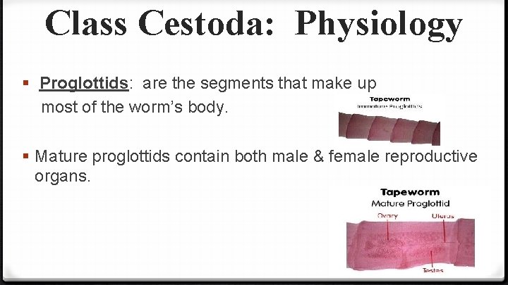 Class Cestoda: Physiology § Proglottids: are the segments that make up most of the