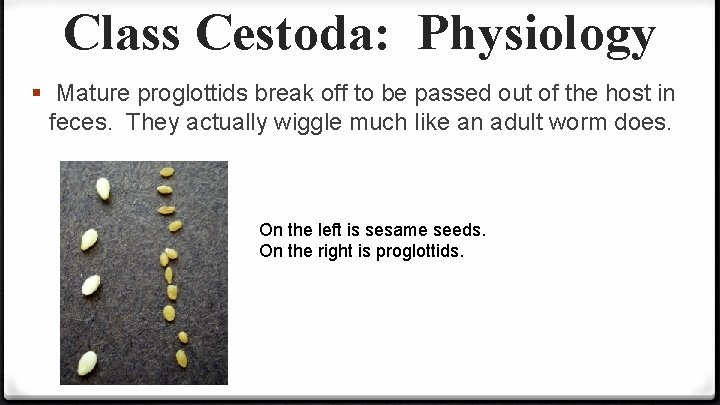 Class Cestoda: Physiology § Mature proglottids break off to be passed out of the