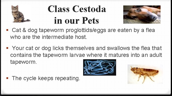 Class Cestoda in our Pets § Cat & dog tapeworm proglottids/eggs are eaten by