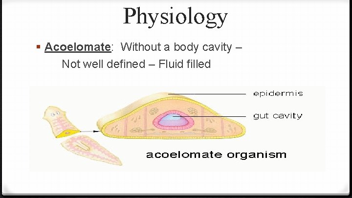 Physiology § Acoelomate: Without a body cavity – Not well defined – Fluid filled