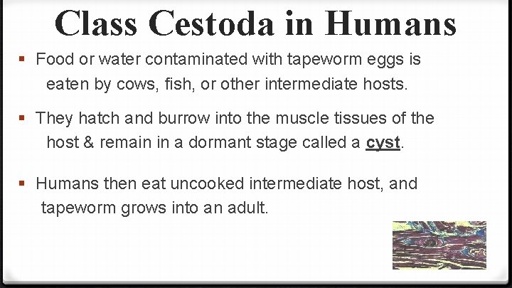 Class Cestoda in Humans § Food or water contaminated with tapeworm eggs is eaten