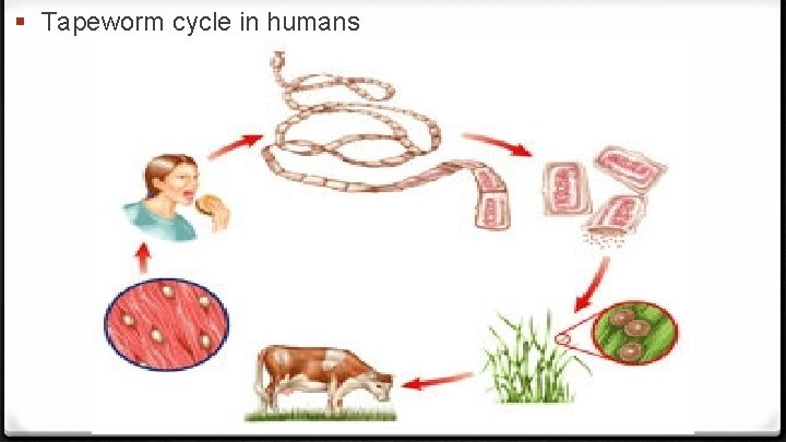 § Tapeworm cycle in humans 