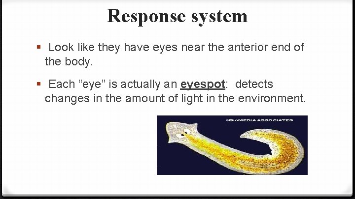 Response system § Look like they have eyes near the anterior end of the