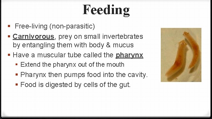 Feeding § Free-living (non-parasitic) § Carnivorous, prey on small invertebrates by entangling them with