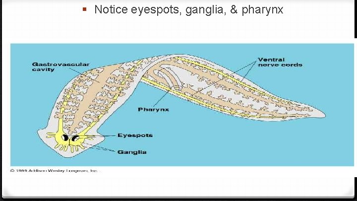 § Notice eyespots, ganglia, & pharynx 