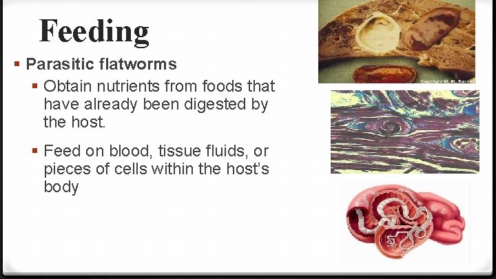 Feeding § Parasitic flatworms § Obtain nutrients from foods that have already been digested