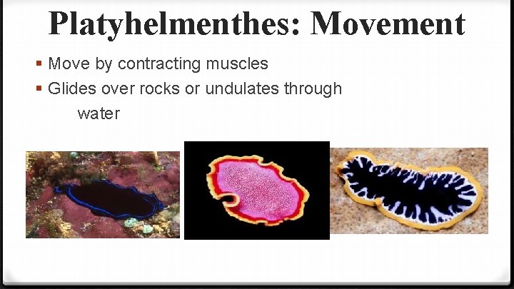 Platyhelmenthes: Movement § Move by contracting muscles § Glides over rocks or undulates through