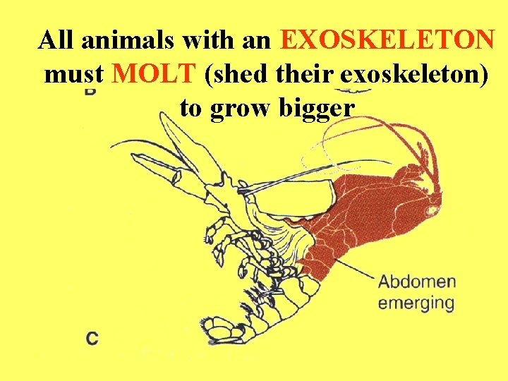 All animals with an EXOSKELETON must MOLT (shed their exoskeleton) to grow bigger 