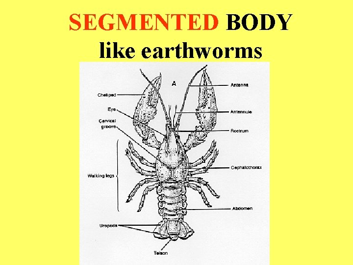 SEGMENTED BODY like earthworms 