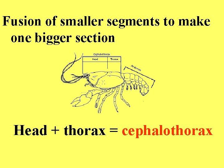 Fusion of smaller segments to make one bigger section Head + thorax = cephalothorax