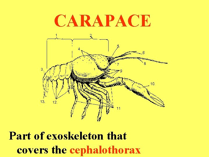 CARAPACE Part of exoskeleton that covers the cephalothorax 