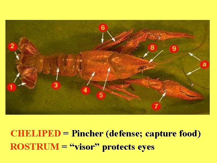 CHELIPED = Pincher (defense; capture food) ROSTRUM = “visor” protects eyes 