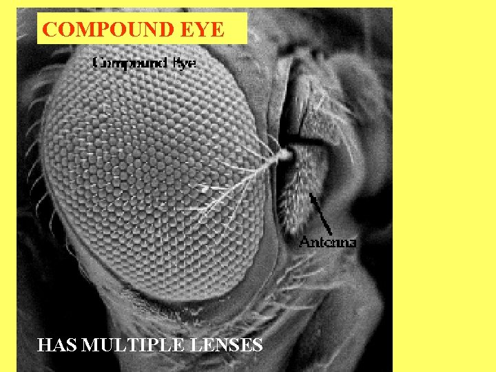 COMPOUND EYE HAS MULTIPLE LENSES 