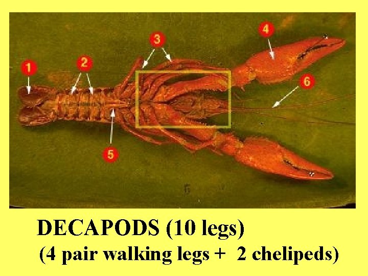 DECAPODS (10 legs) (4 pair walking legs + 2 chelipeds) 